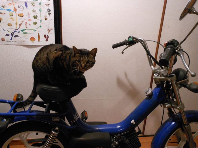 トモスの最高速とかレビュー