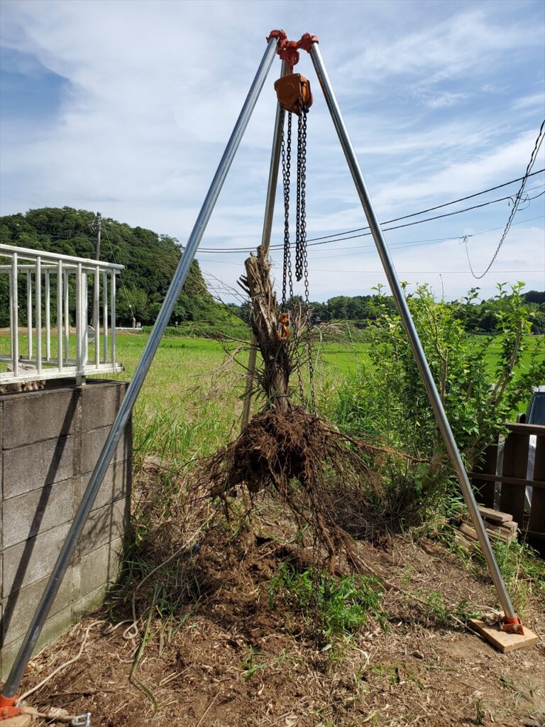 DIYで庭木を抜く　単管とチェーンブロックで抜根